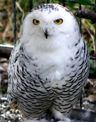 snowy owl found in Alaska skies