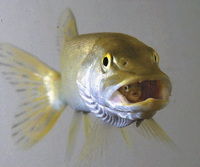 pike fish eating a fish in Alaska waters