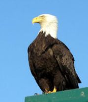 the american bald eagle standing lookout in Alaska