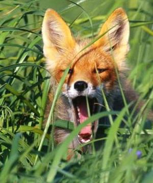Alaska red fox