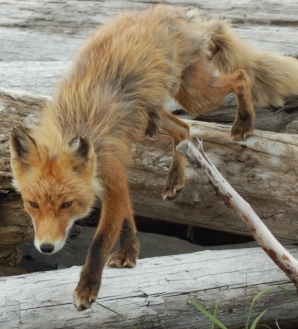 Alaska is home to the red fox