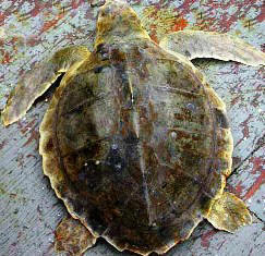 olive ridley sea turtle is rarely seen in Alaska waters