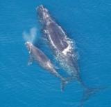 endangered right whale in Alaska waters