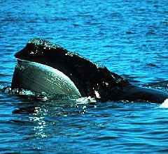 Alaska right whale peeking out of ocean