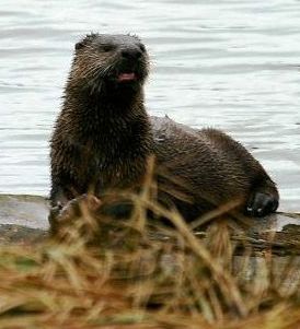 Alaska river otter on the shore