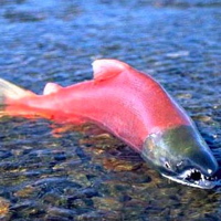 Alaskan salmon are world famous