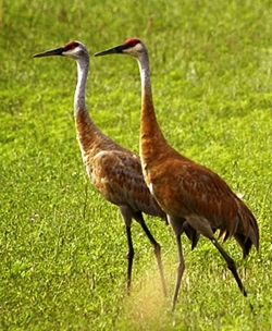 a pair of sandhill cranes forgaing for food in Alaska