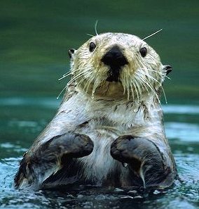 sea otters are common off the coast of Alaska