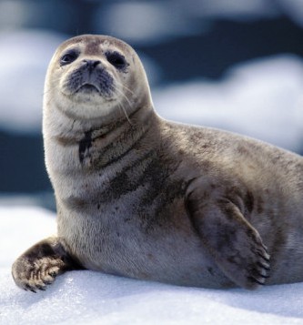 harbor seal resting on land in Alaska