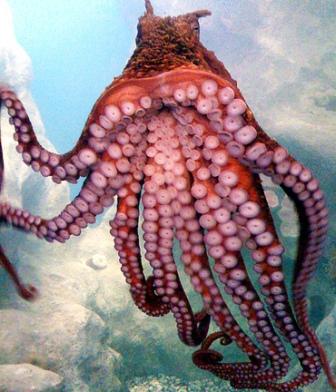 The giant Pacific octopus