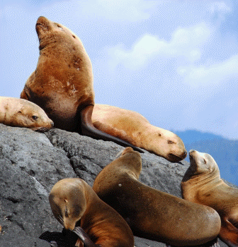 stellar sea lions on alaska rocks