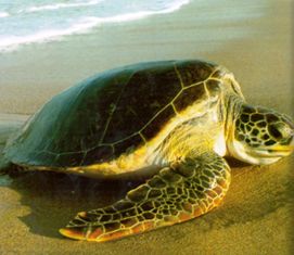 green sea turtle coming ashore to nest