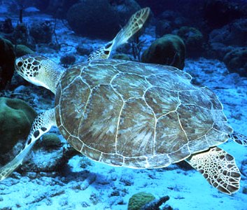 green sea turtle swimming in pacific ocean