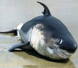 large salmon shark cruise alaska waters