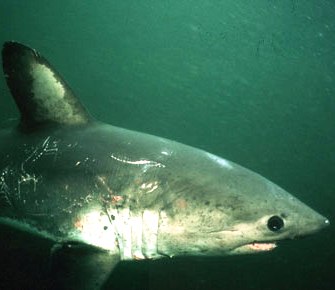 salmon sharks look like their cousins the great white shark