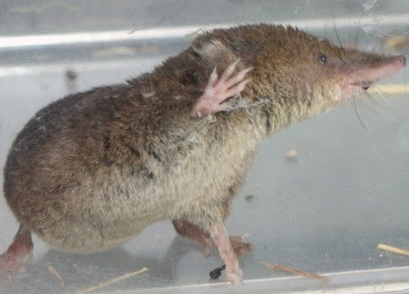 common shrew in the ice and snow of Alaska