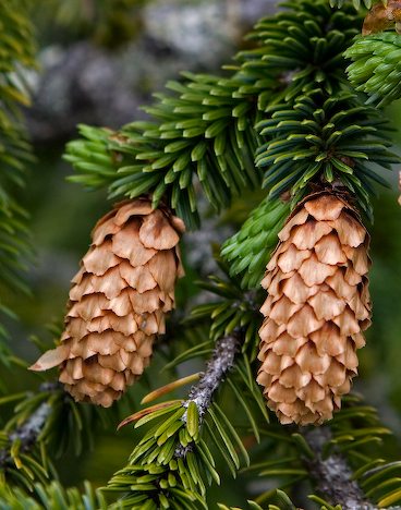 Alaska's sitka spruce cones