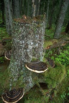 Alaska state tree is the Sitka Spruce