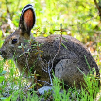 snowshoe hare in her summer coat of fur
