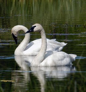 trumpeter swans cal alaska home