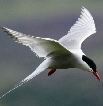 The arctic tern flows over Alaska