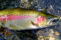 alaska is home to plenty of rainbow trout
