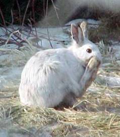 alaska tundra hare is her winter coat