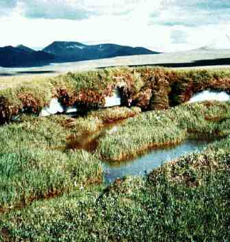 The flat lands of the alaskan tundra