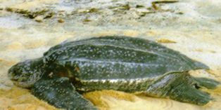 leatherback turtle resting on sand beach