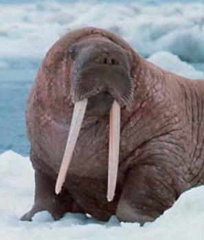 walrus have long tusks in alaska