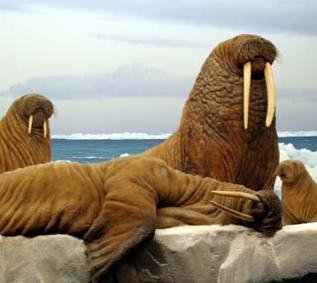 walrus relaxing off the coast of alaska