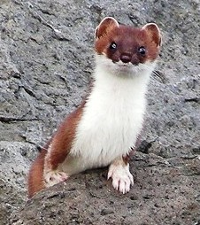short tailed weasel in Alaska
