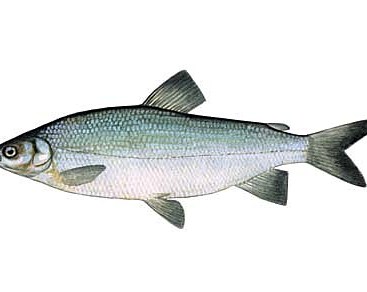 broad whitefish in alaska waters