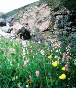 Alaska wildflowers grow along the mountain edges