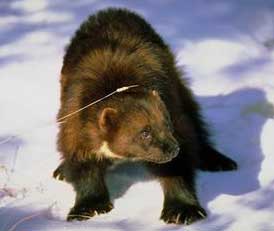 wolverines are abdundant in Alaska
