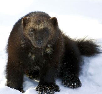 Alaska wolverines can be dangerous mammals
