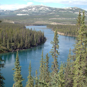 the Yukon river is Alaska's largest river and full of King salmon